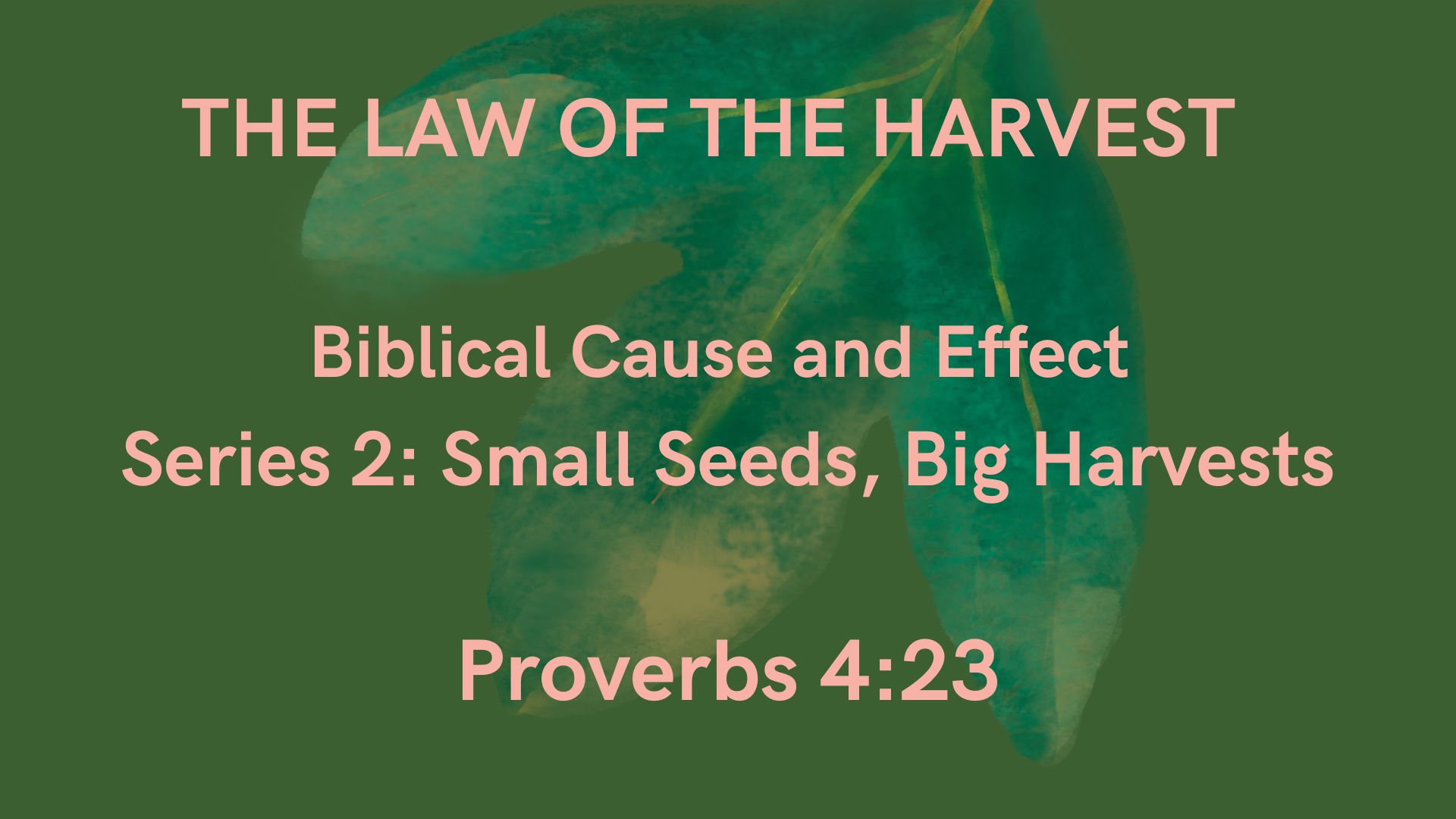 Series image for Small Seeds, Big Harvests